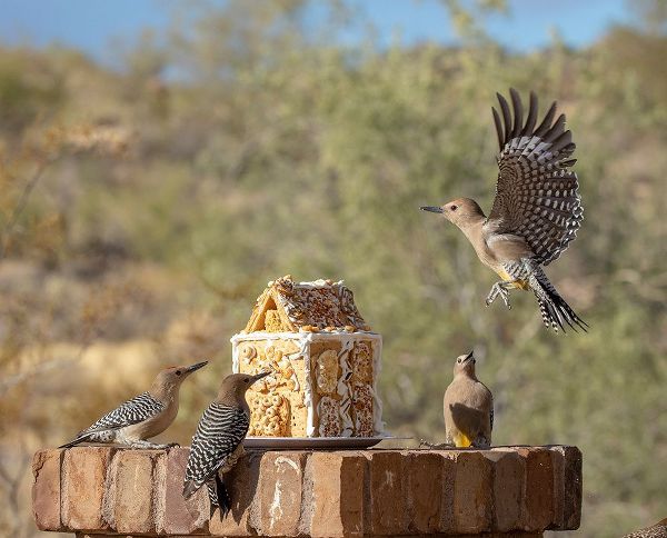 Jaynes Gallery 아티스트의 USA-Arizona-Buckeye-Gila woodpeckers and house made with bird seed and suet작품입니다.